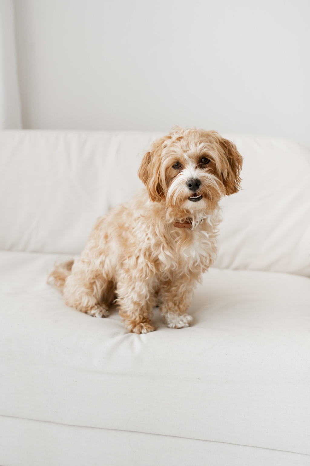 Familienhund auf dem hellen Sofa